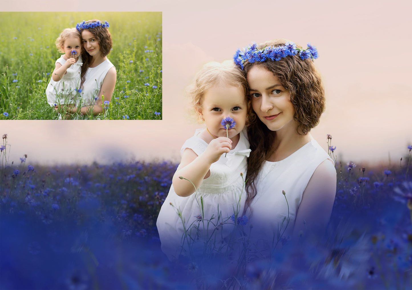 Blue Cornflowers Photo Overlays and Digital backdrops