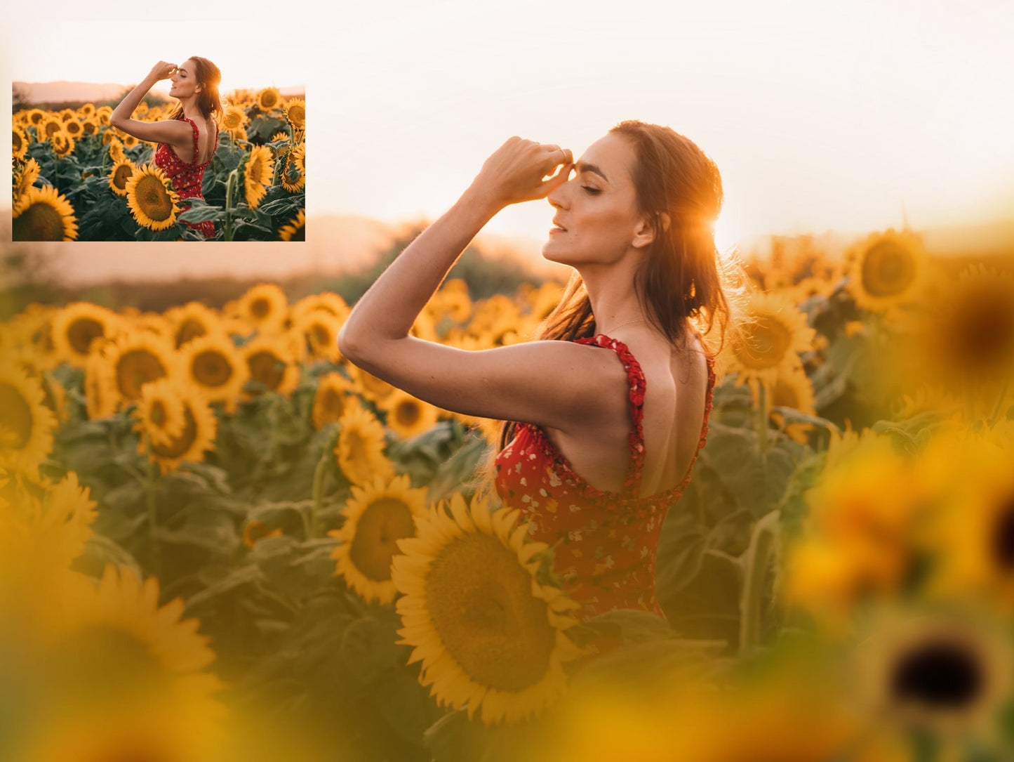 Painted Sunflowers Photo Overlays