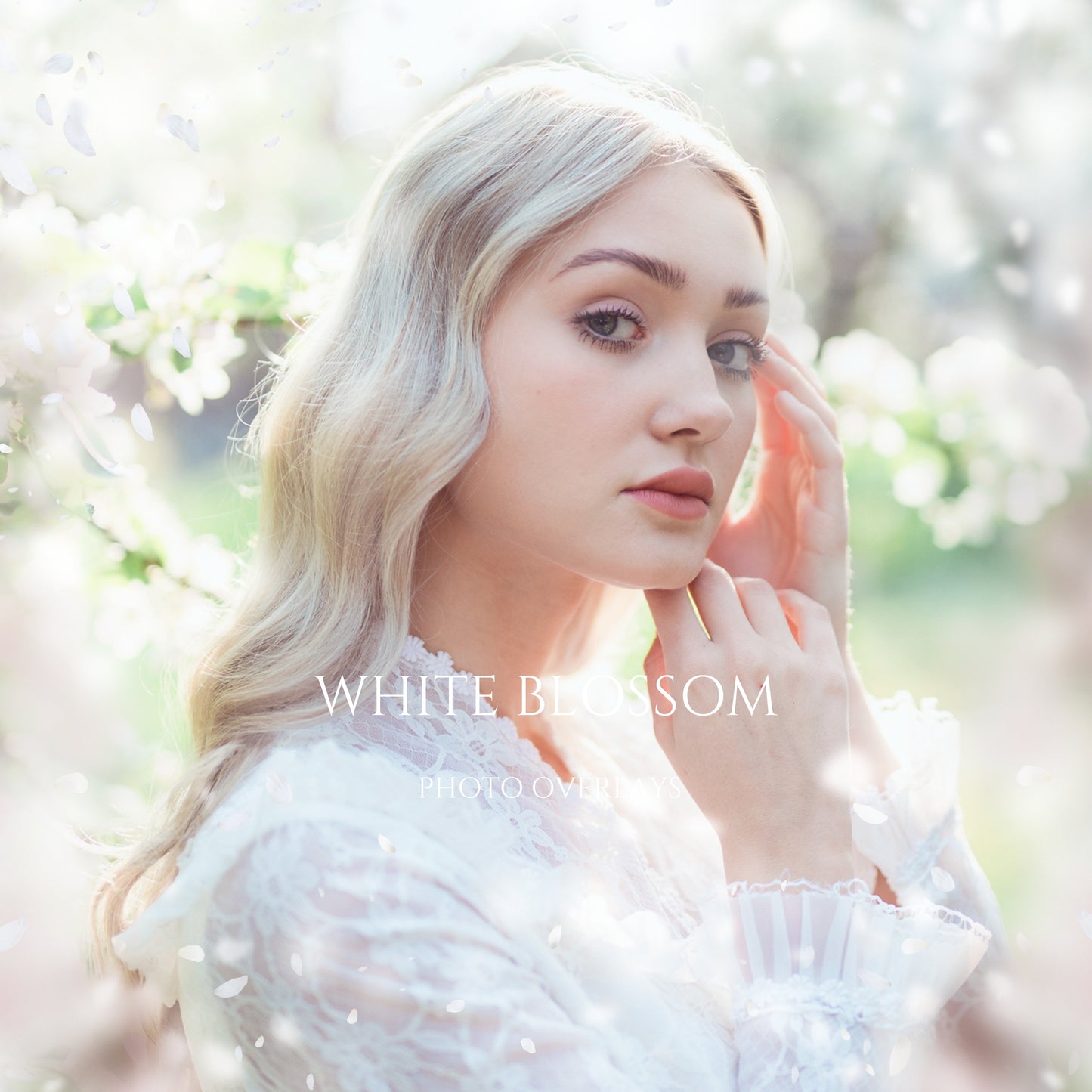 White Blossom Photo Overlays