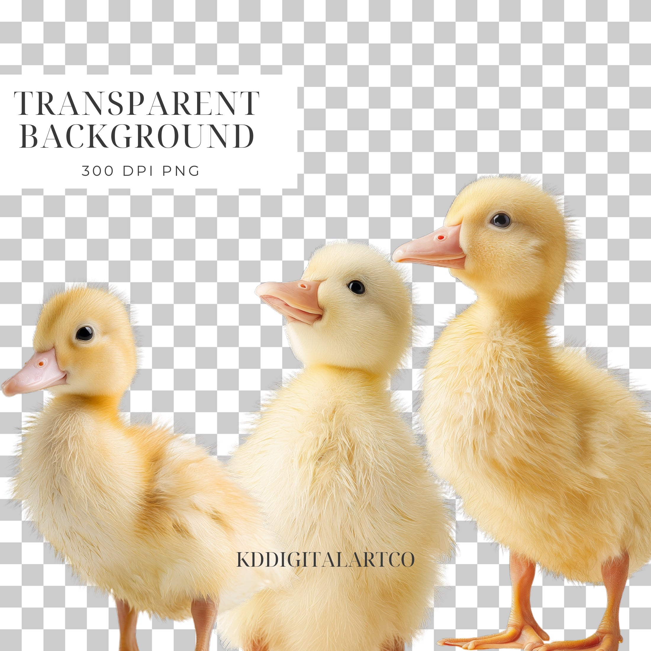 Easter Chicks and Ducklings PNG Clipart Photo Overlays