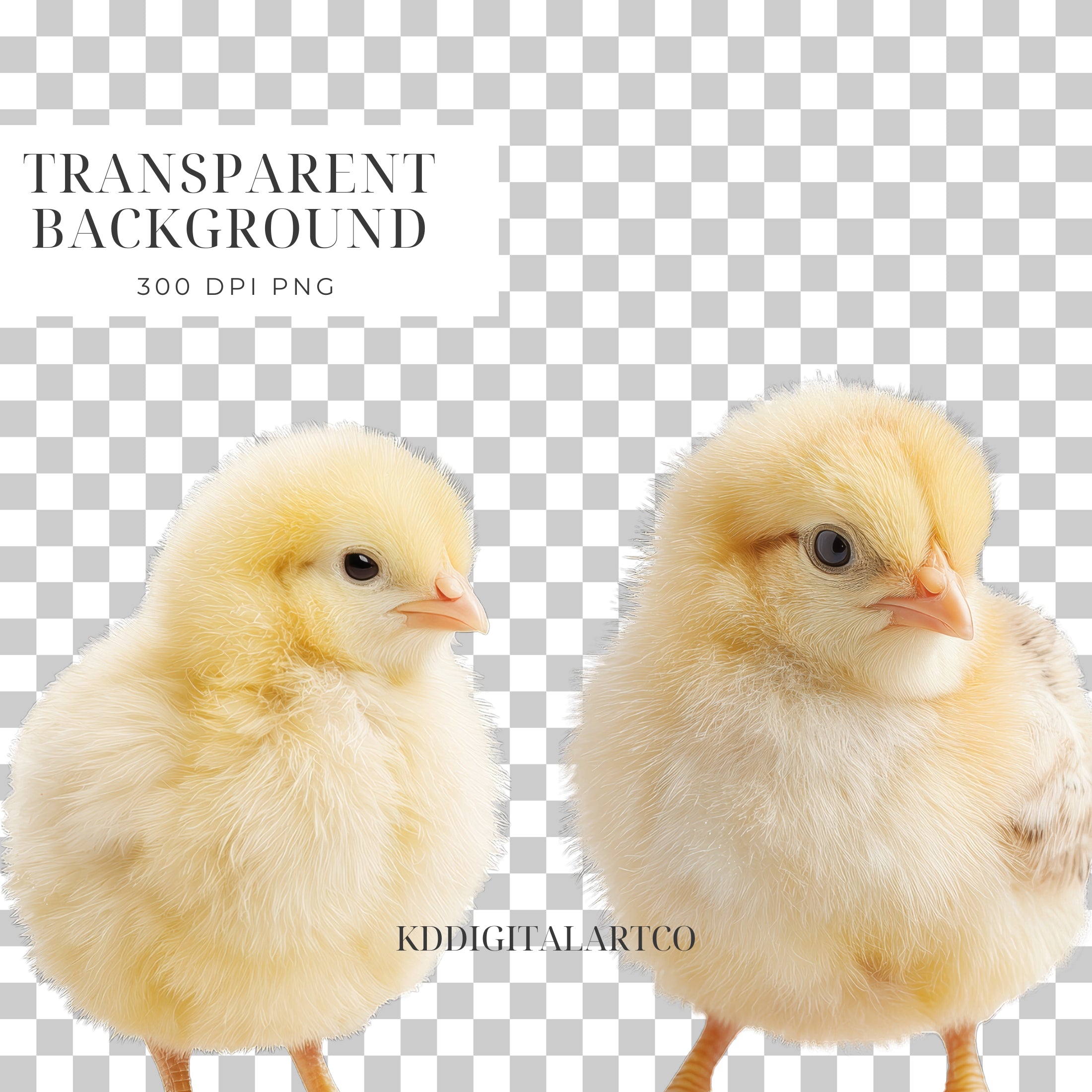 Easter Chicks and Ducklings PNG Clipart Photo Overlays