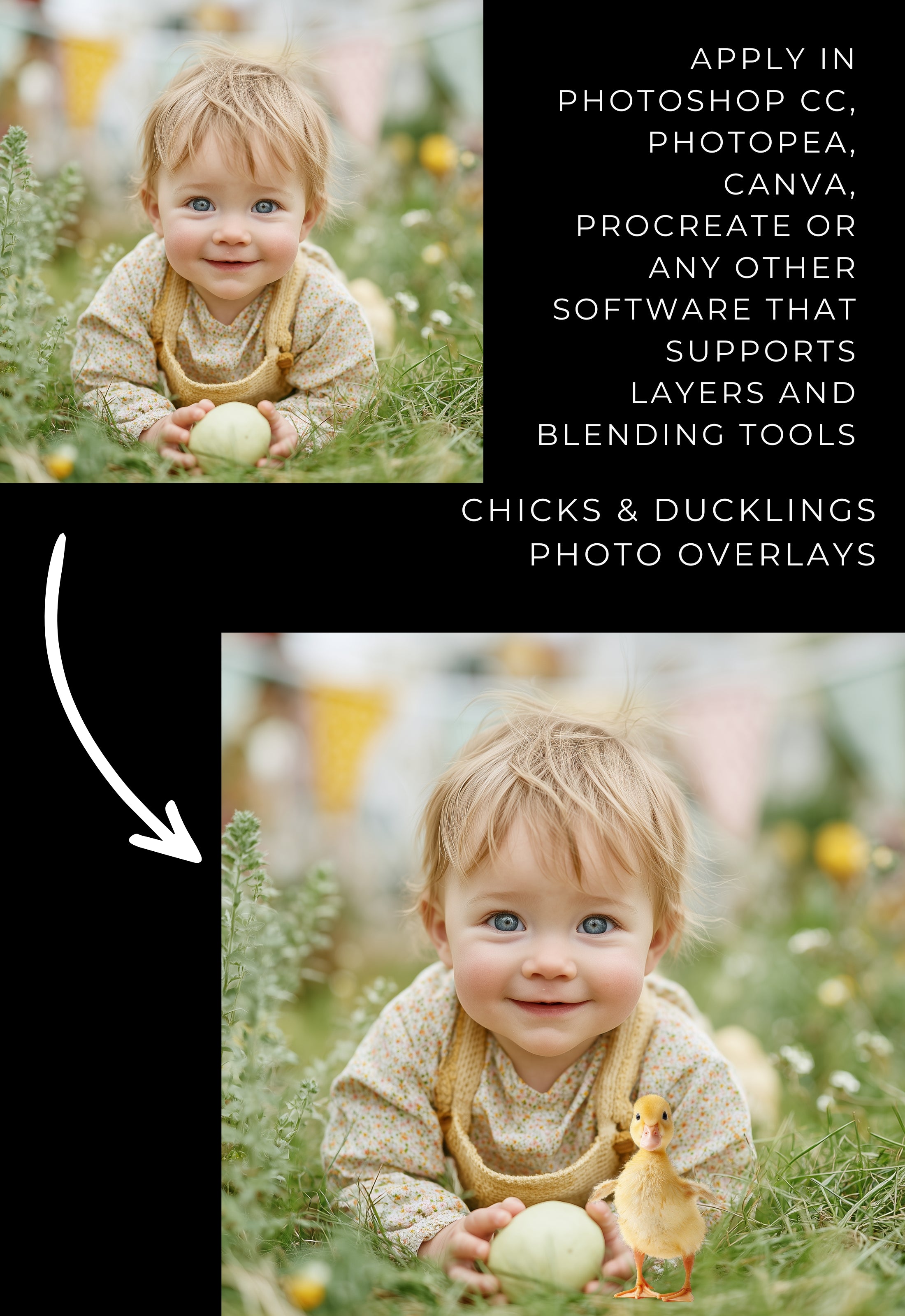 Easter Chicks and Ducklings PNG Clipart Photo Overlays