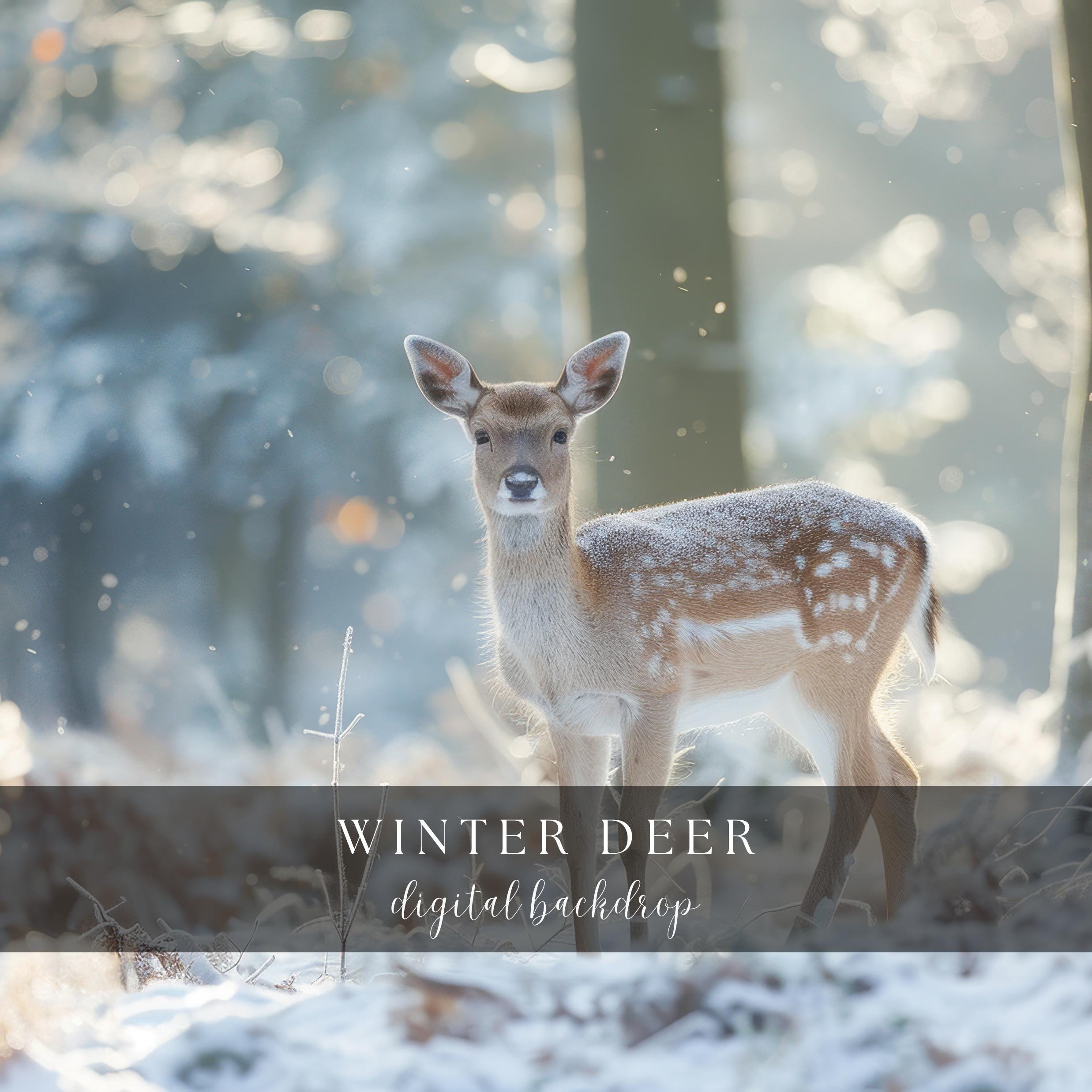 Winter Deer Christmas Digital Backdrop: Photo Studio Scene (JPG)