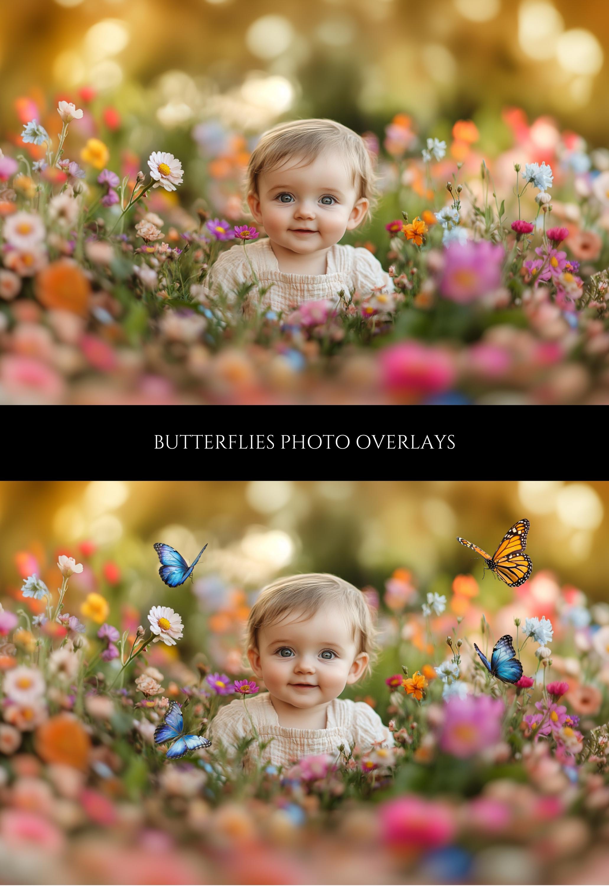 Monarch Butterfly Photo Overlays