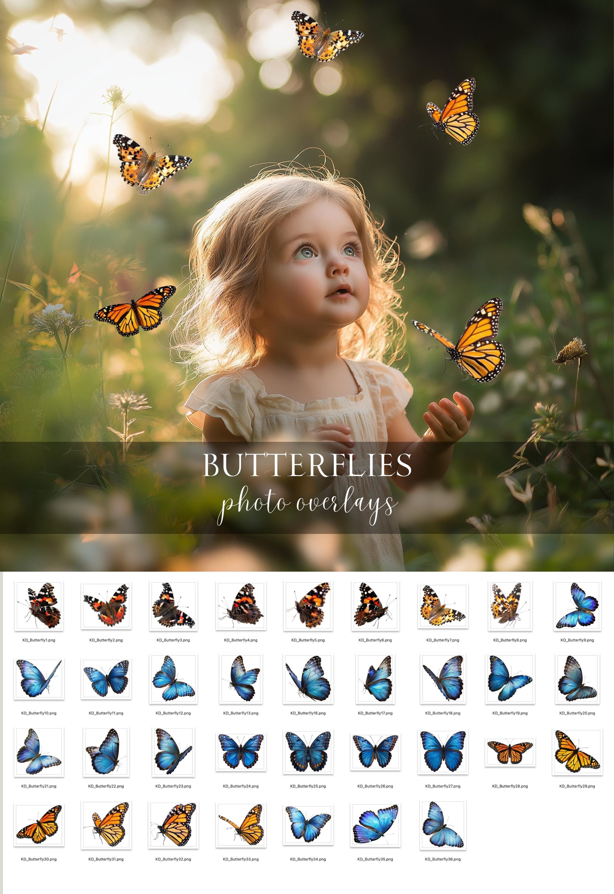 Monarch Butterfly Photo Overlays