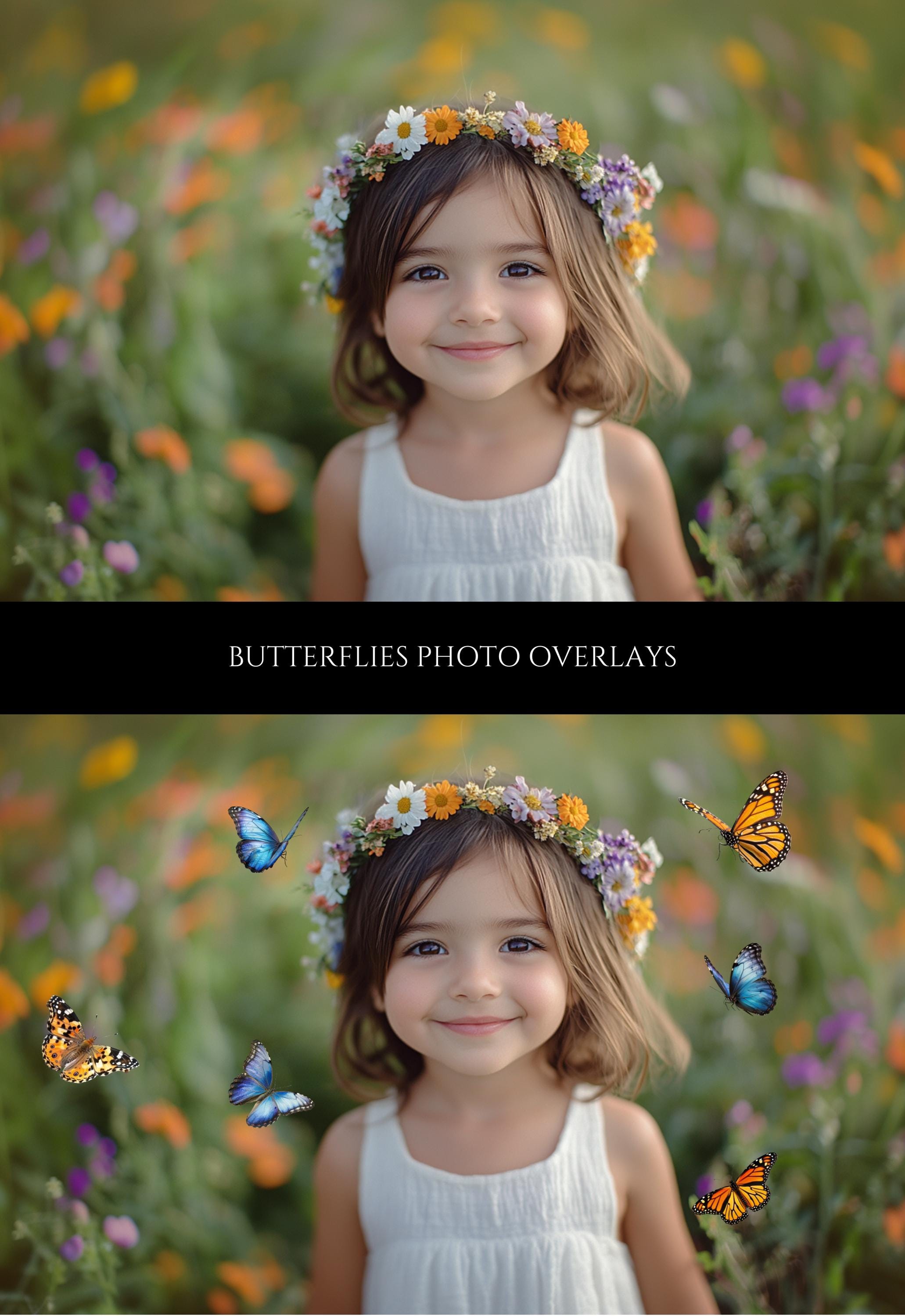 Monarch Butterfly Photo Overlays