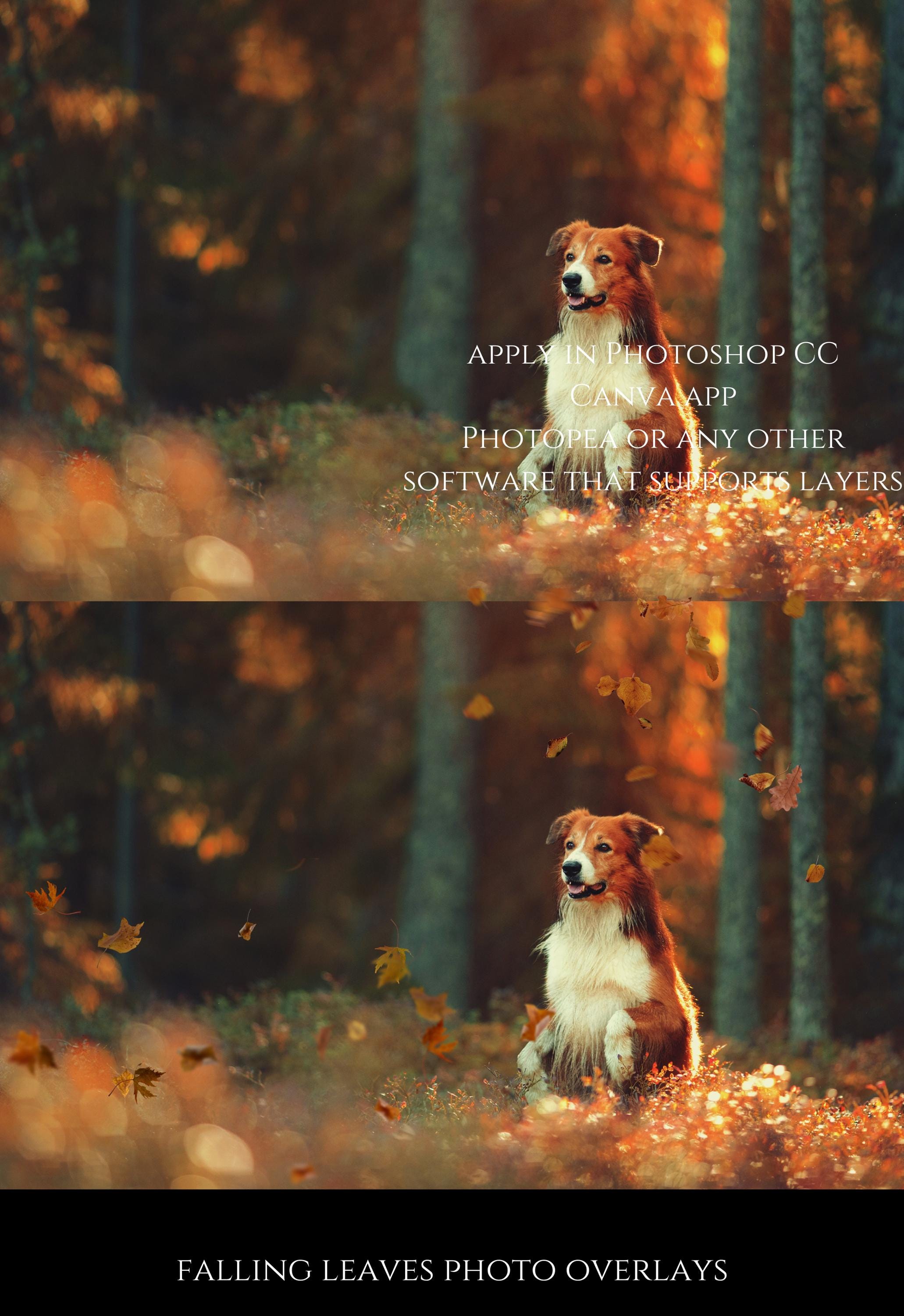 Falling Leaves Photo Overlays