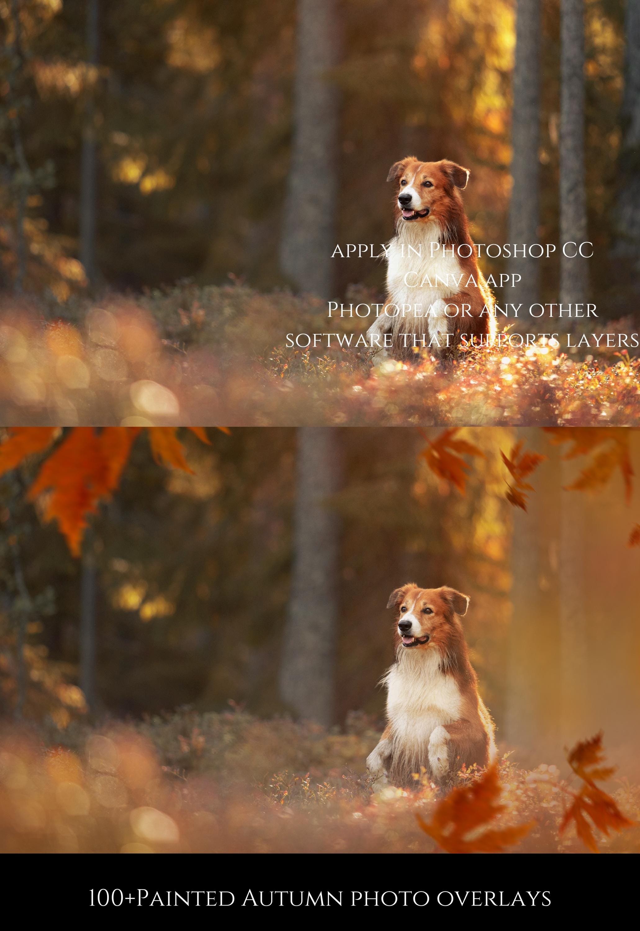 Painted Autumn Leaf Photo Overlays