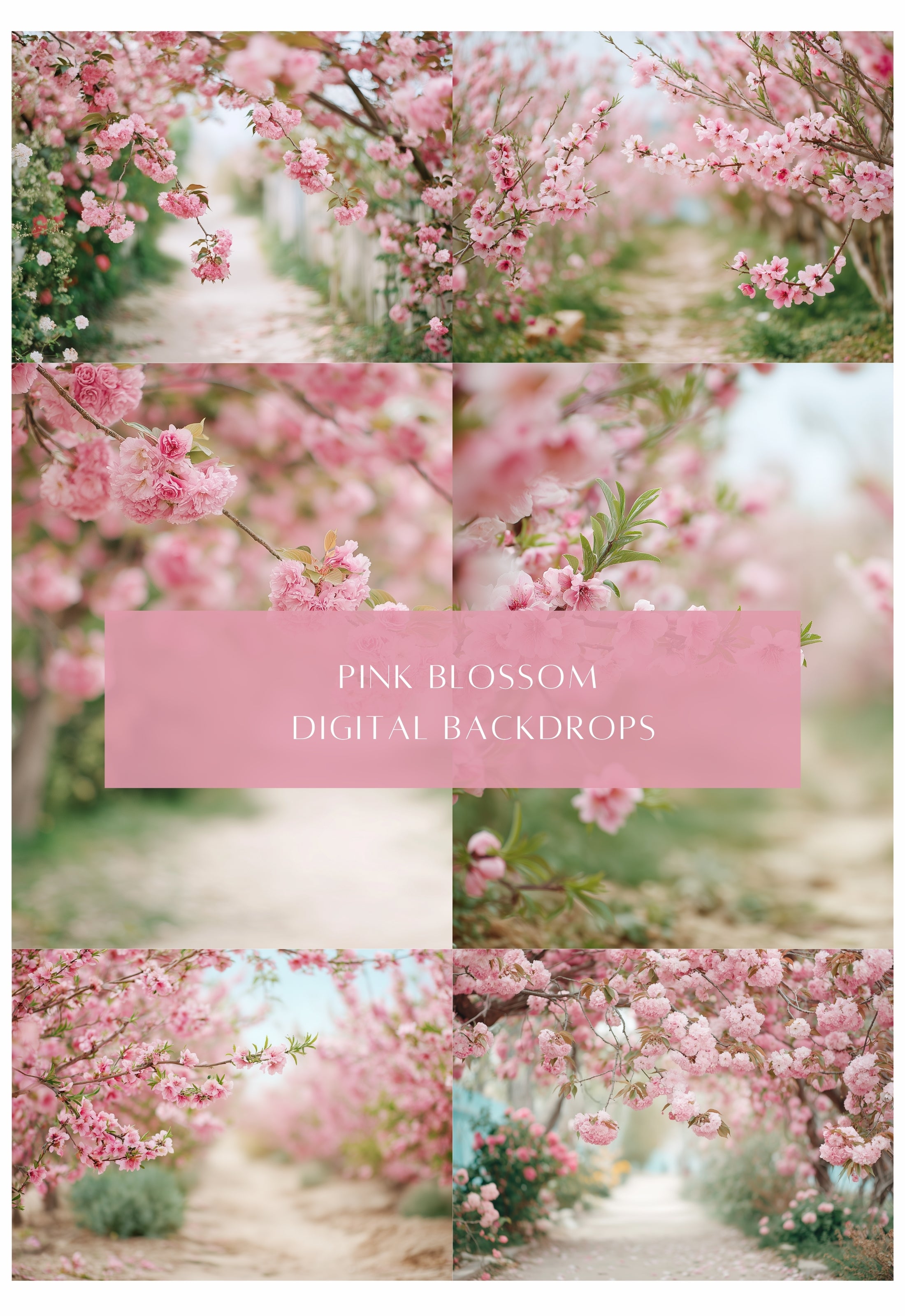 40 Pink Blossom Photo Overlays