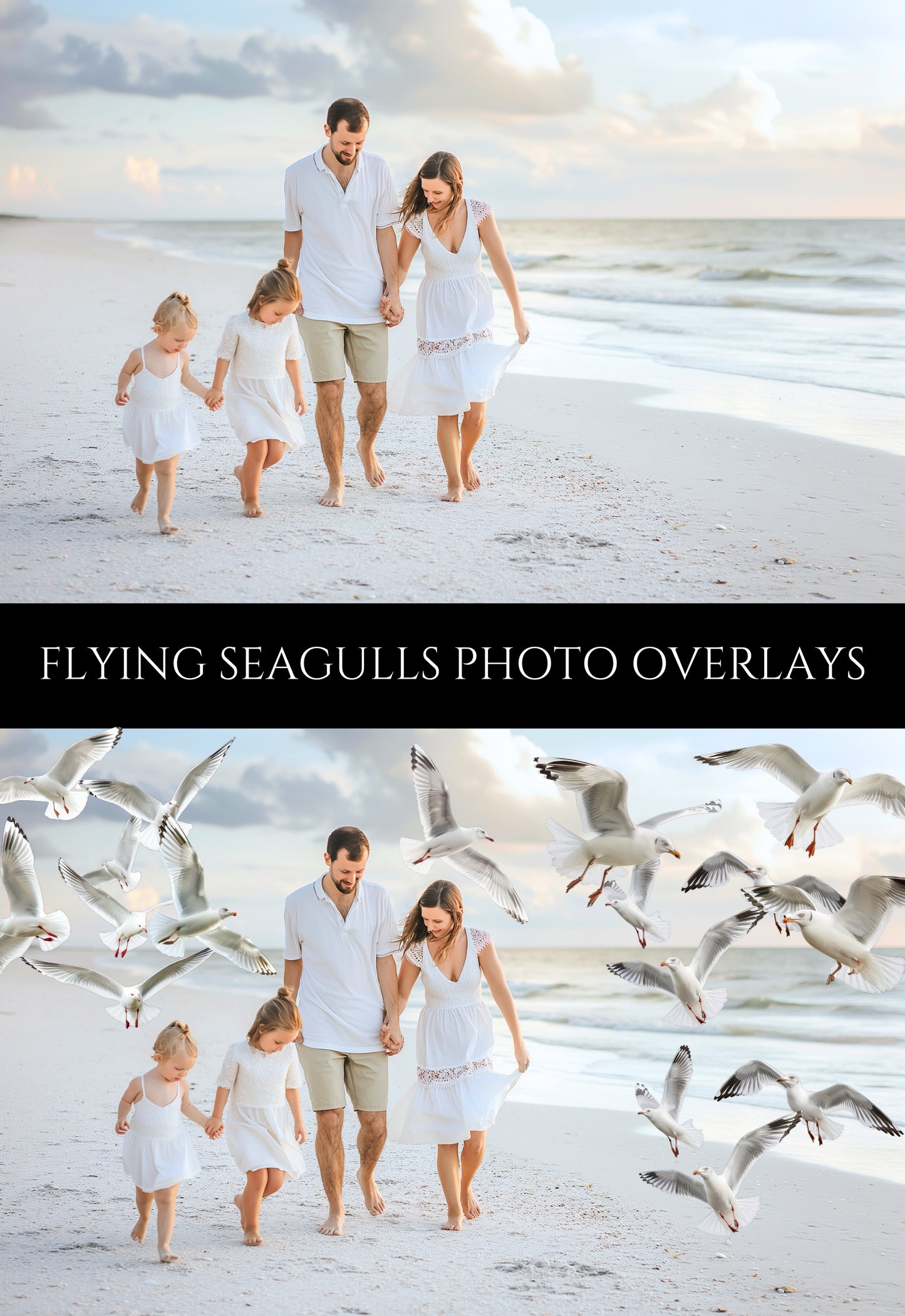 Flying Seagulls Photo Overlays