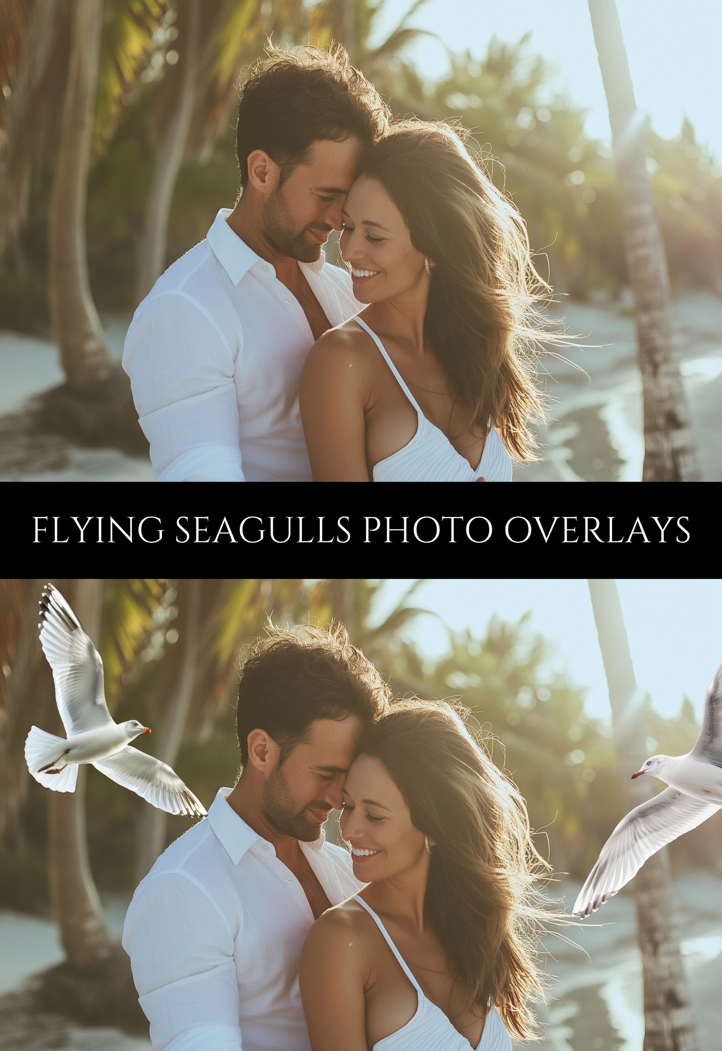 Flying Seagulls Photo Overlays