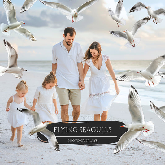 Flying Seagulls Photo Overlays