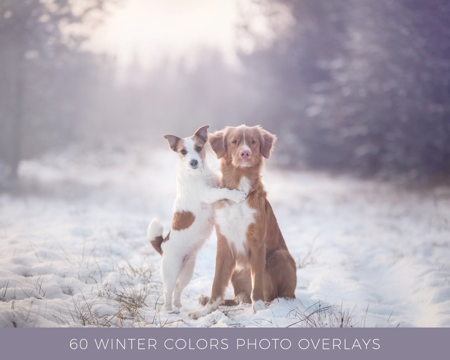 60 Winter Colors Photo Overlays