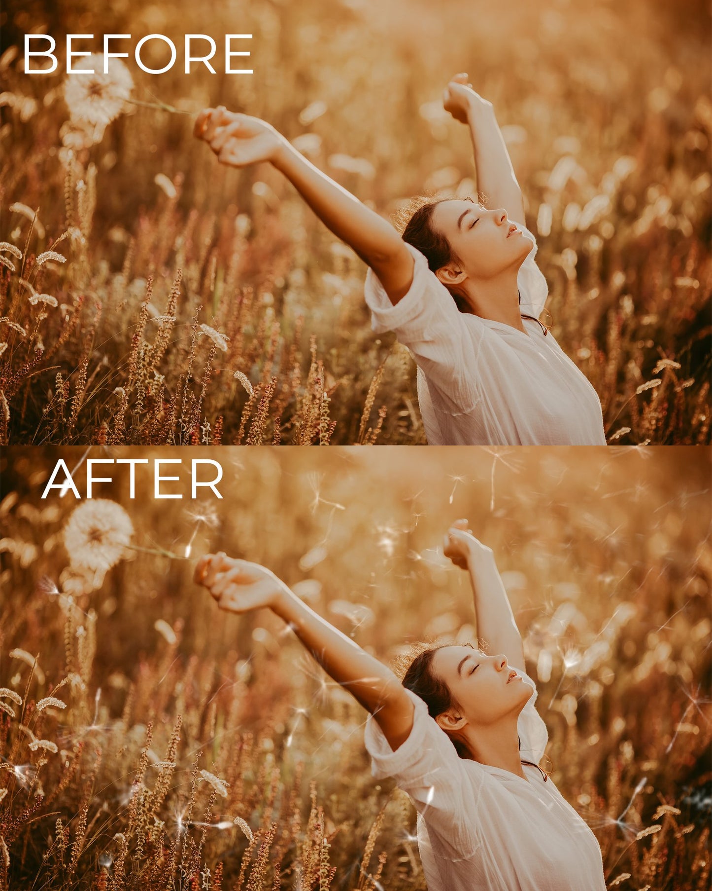 Dandelion Photo Overlays & Digital Backgrounds - Photoshop Overlays, Digital Backgrounds and Lightroom Presets