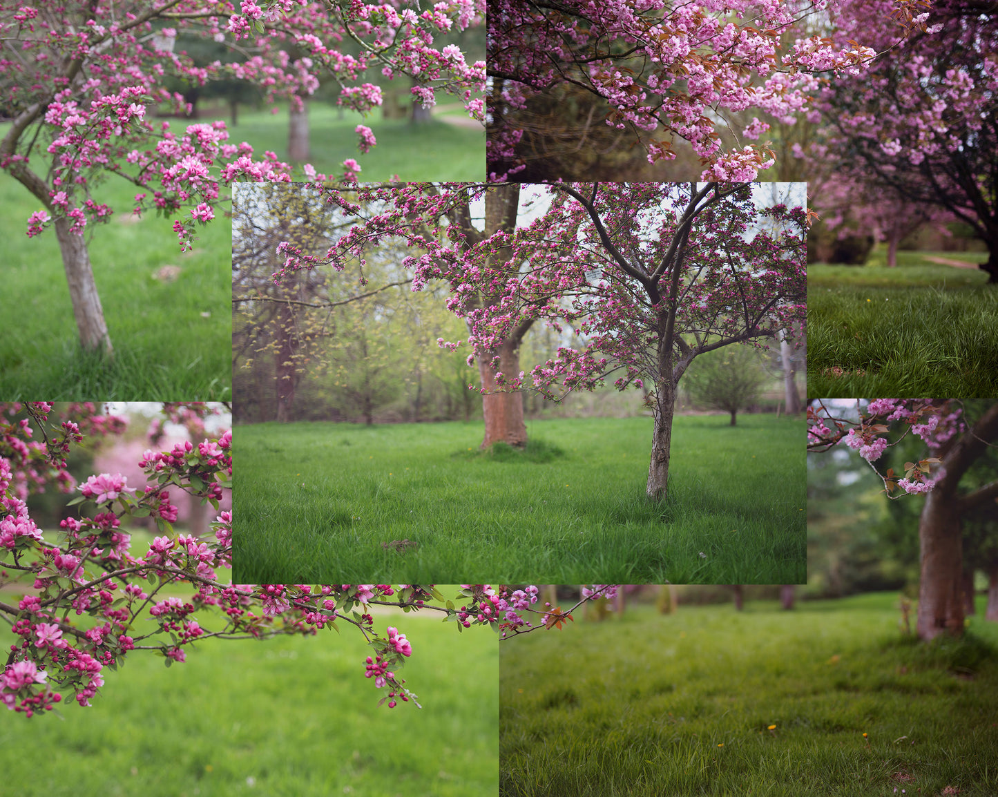 Cherry Blossom Photo Overlays