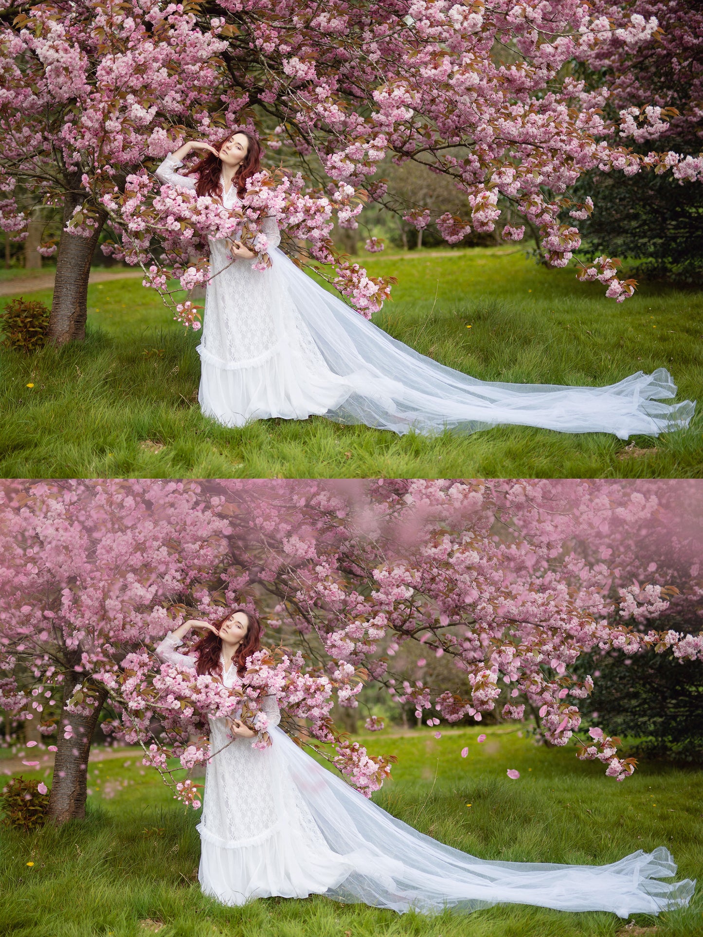 Cherry Blossom Photo Overlays