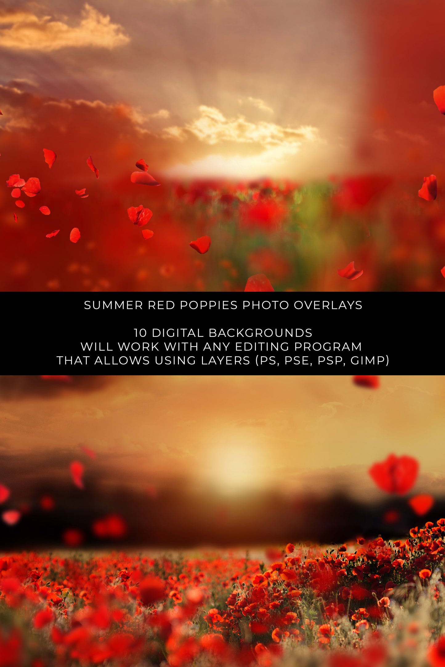 Red Poppy Photo Overlays and Digital Backgrounds