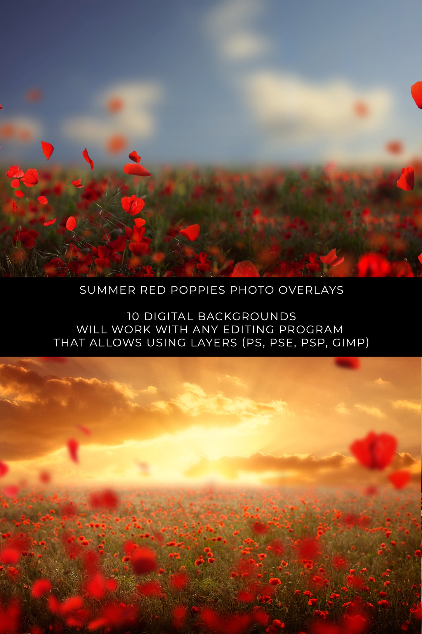 Red Poppy Photo Overlays and Digital Backgrounds