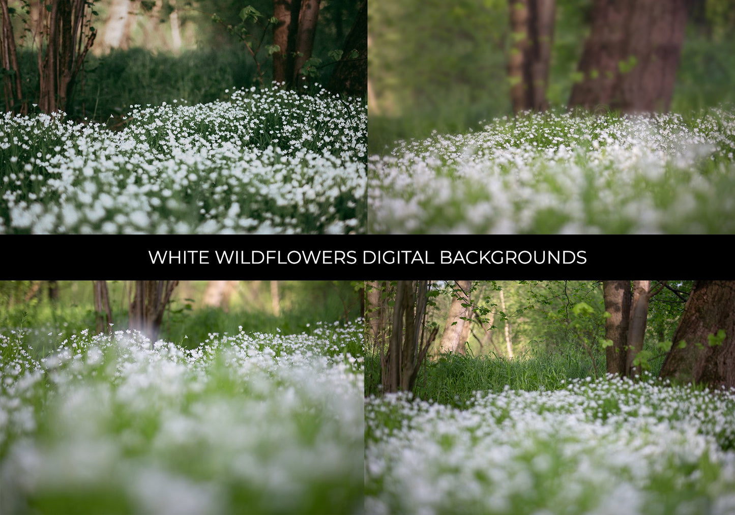 White Wildflowers Composite Photography Set - Photoshop Overlays, Digital Backgrounds and Lightroom Presets