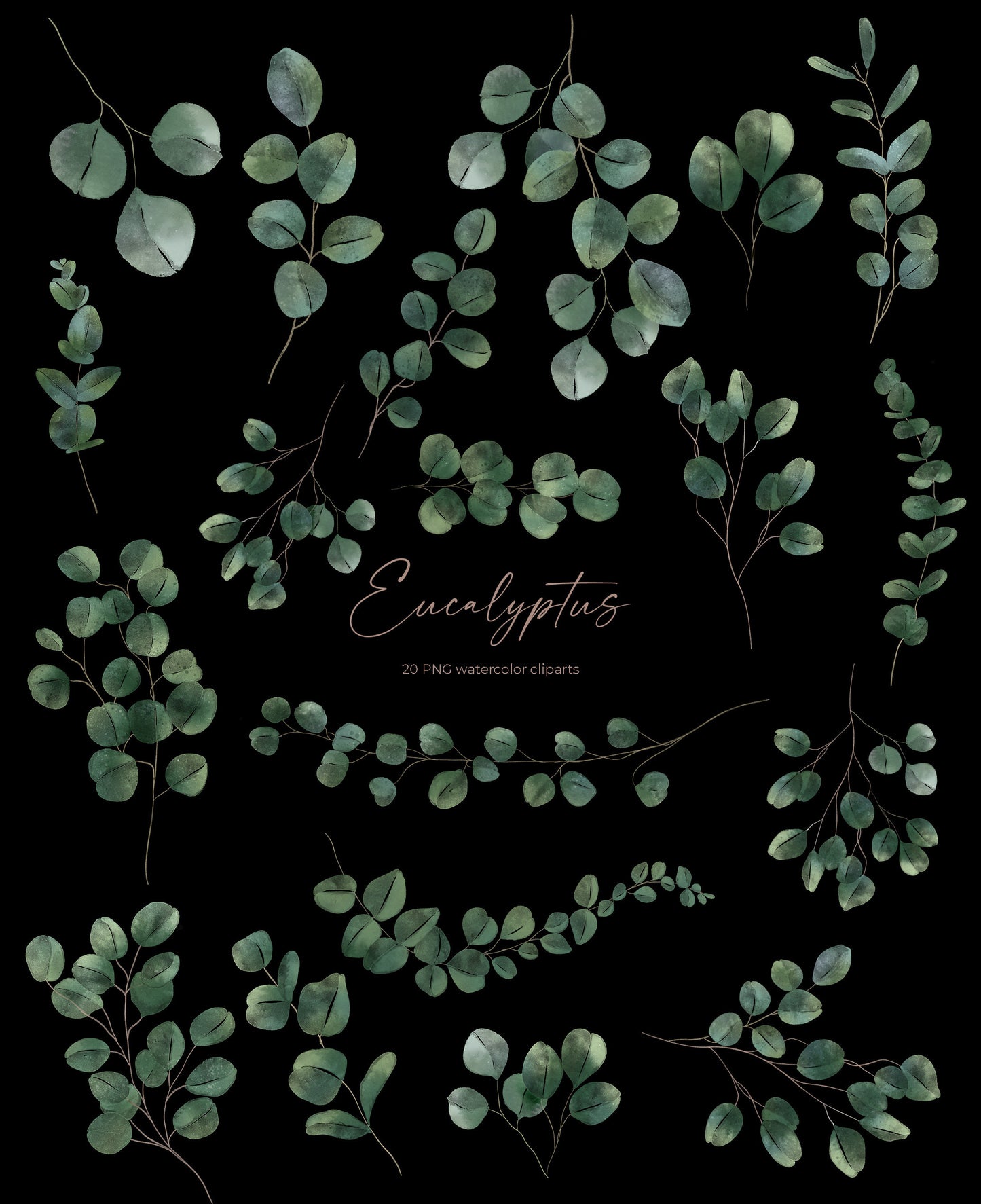 20 Eucalyptus Watercolor Cliparts