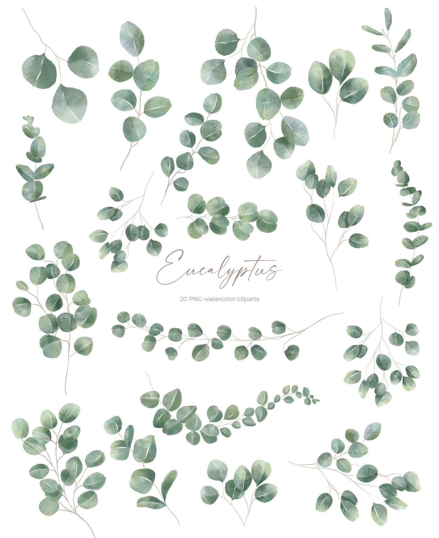 20 Eucalyptus Watercolor Cliparts