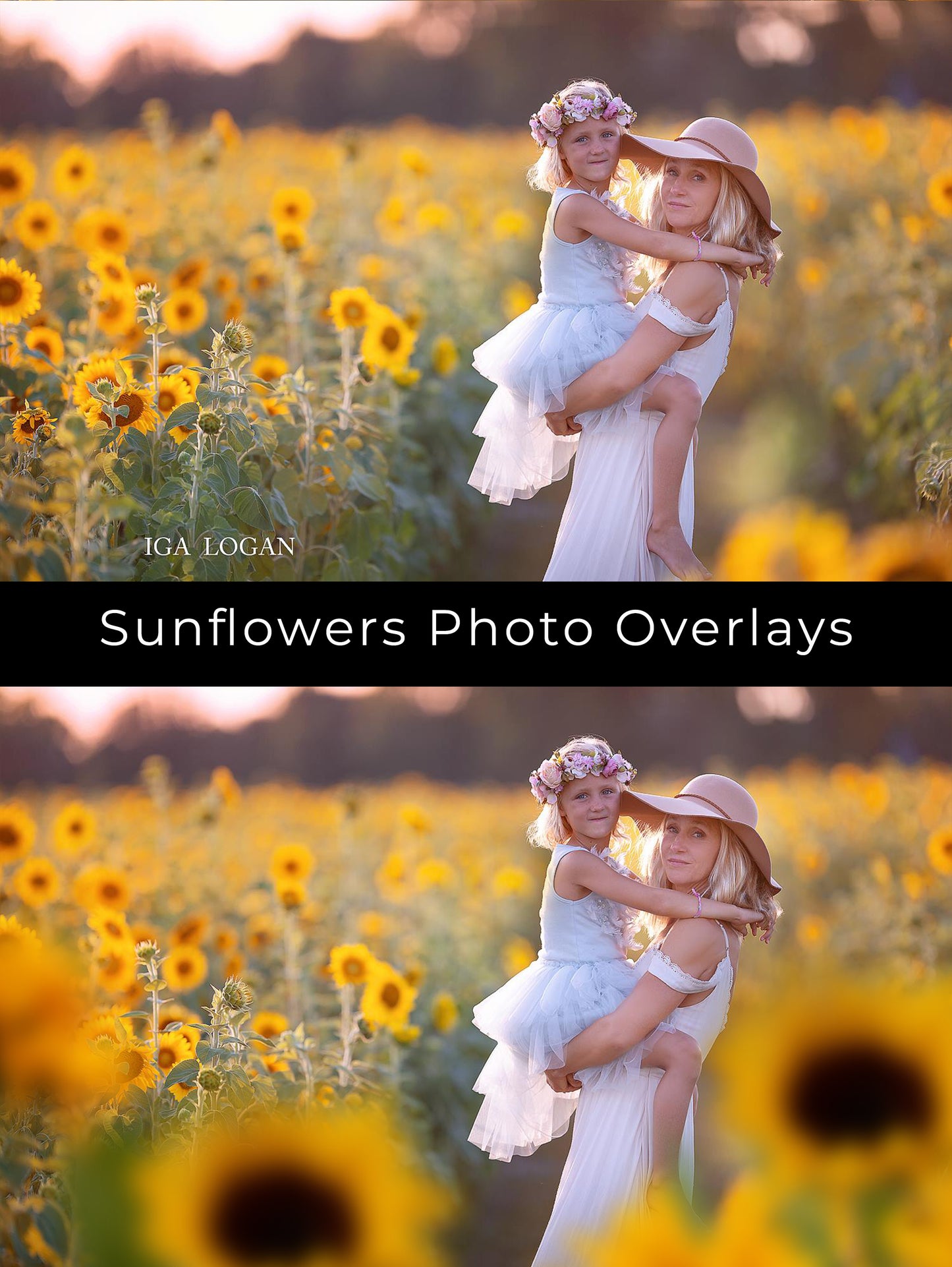Painted Sunflowers Photo Overlays