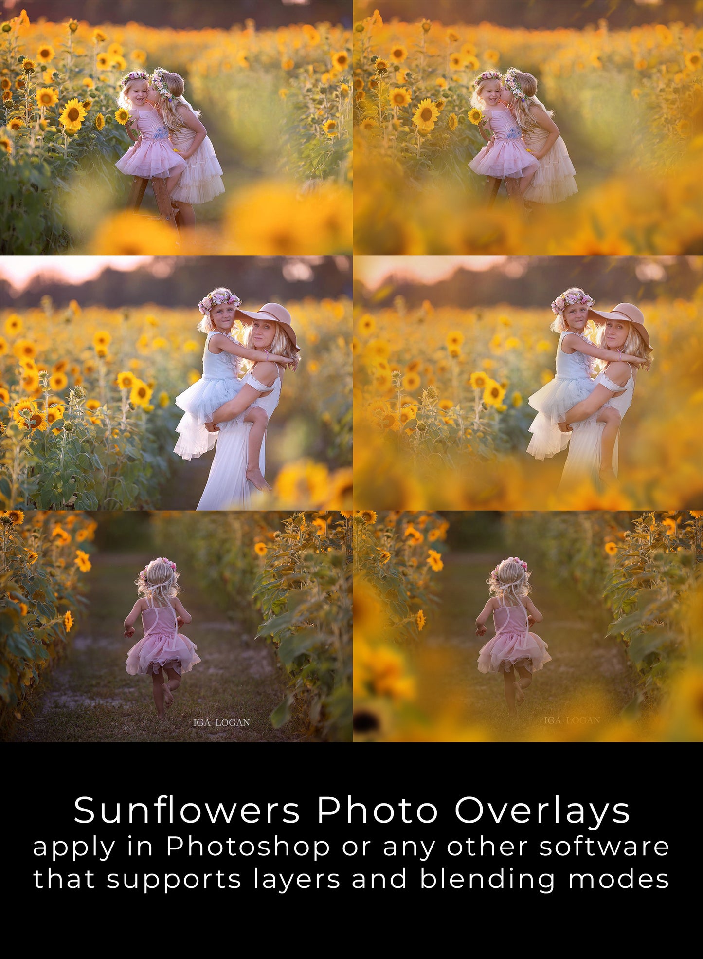 Painted Sunflowers Photo Overlays