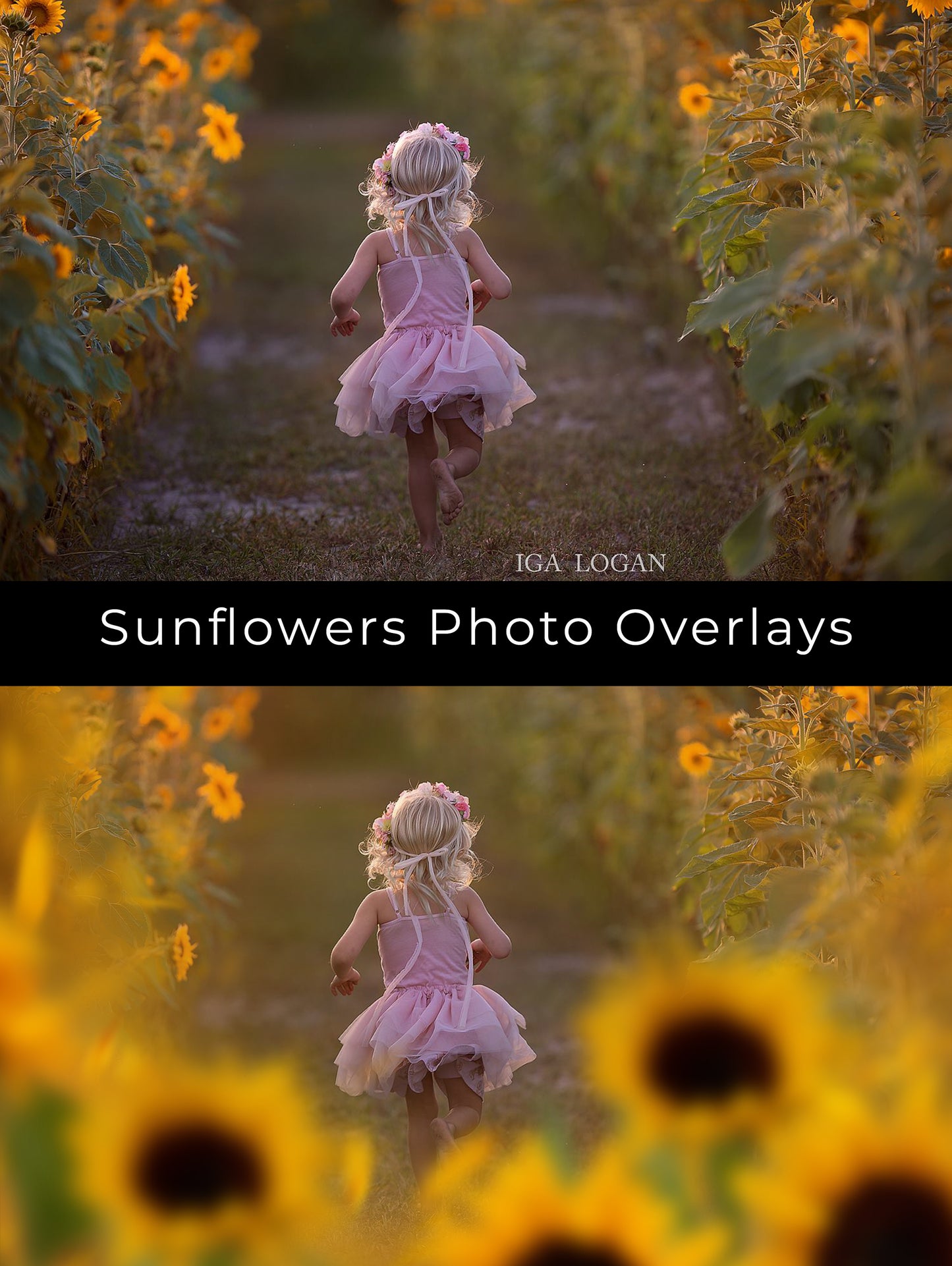 Painted Sunflowers Photo Overlays
