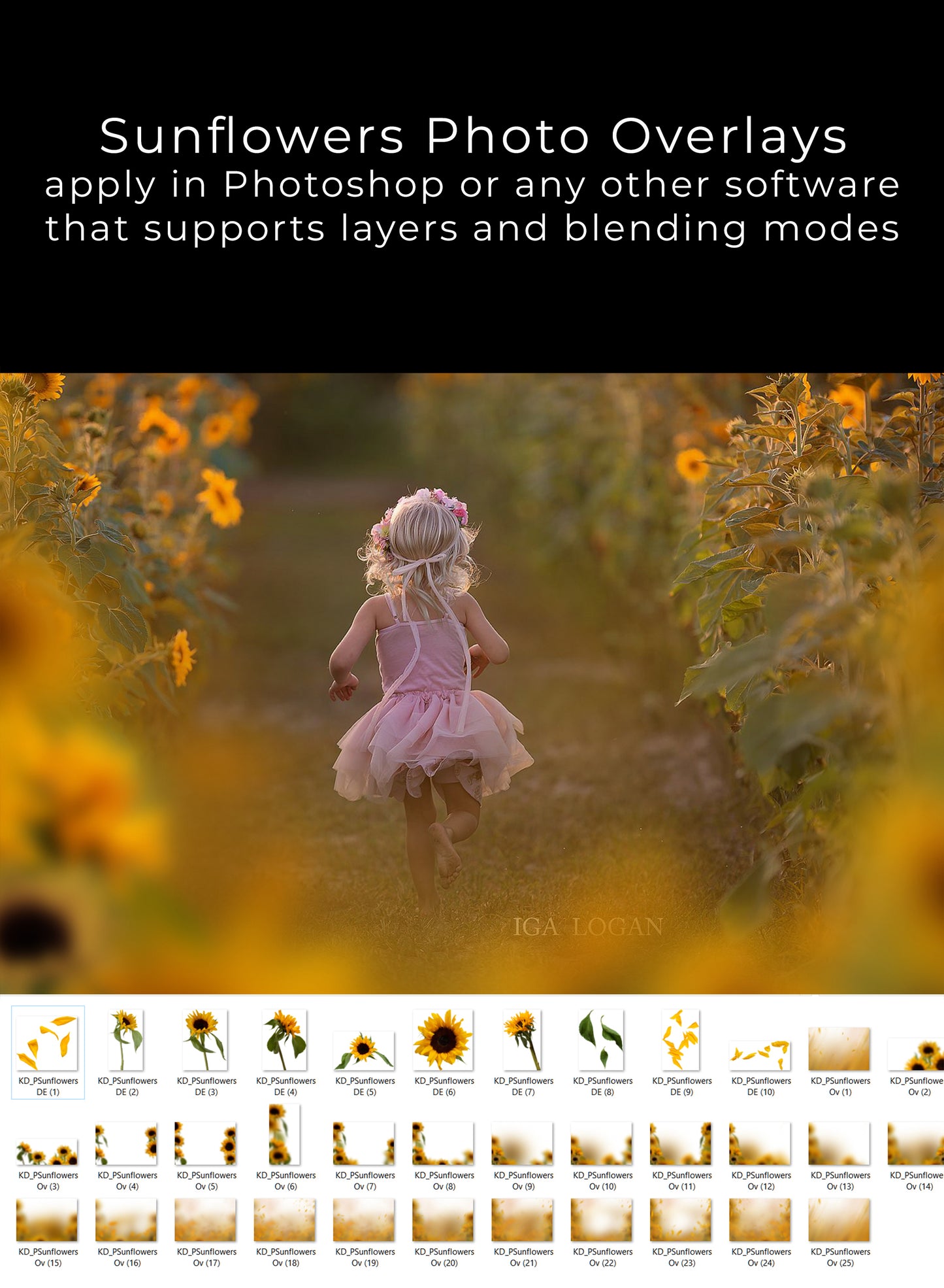 Painted Sunflowers Photo Overlays