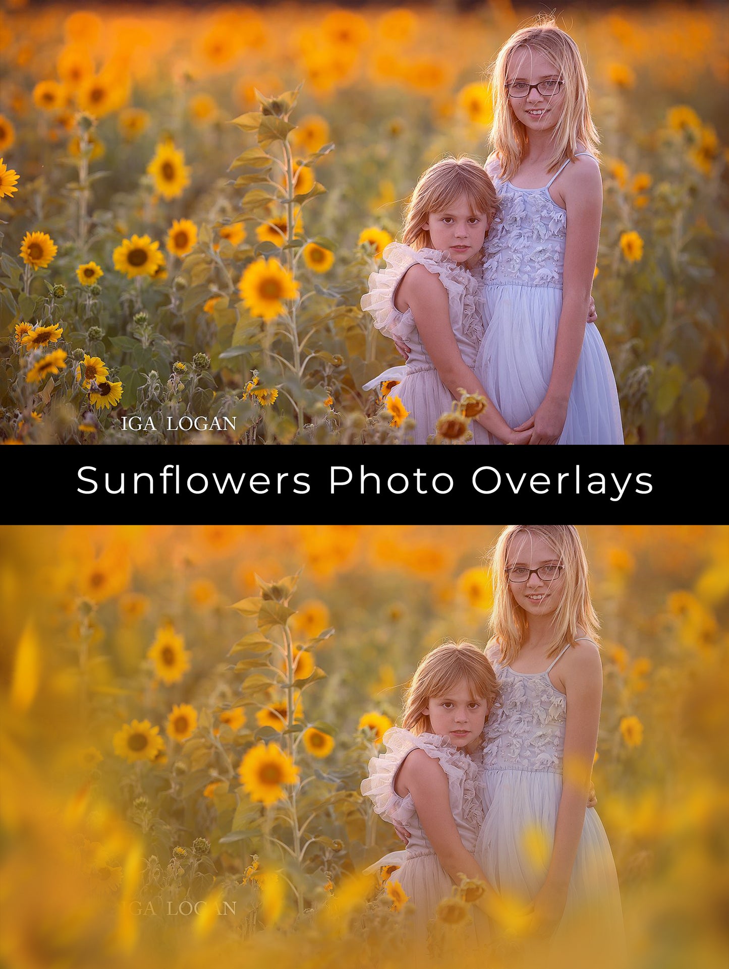 Painted Sunflowers Photo Overlays