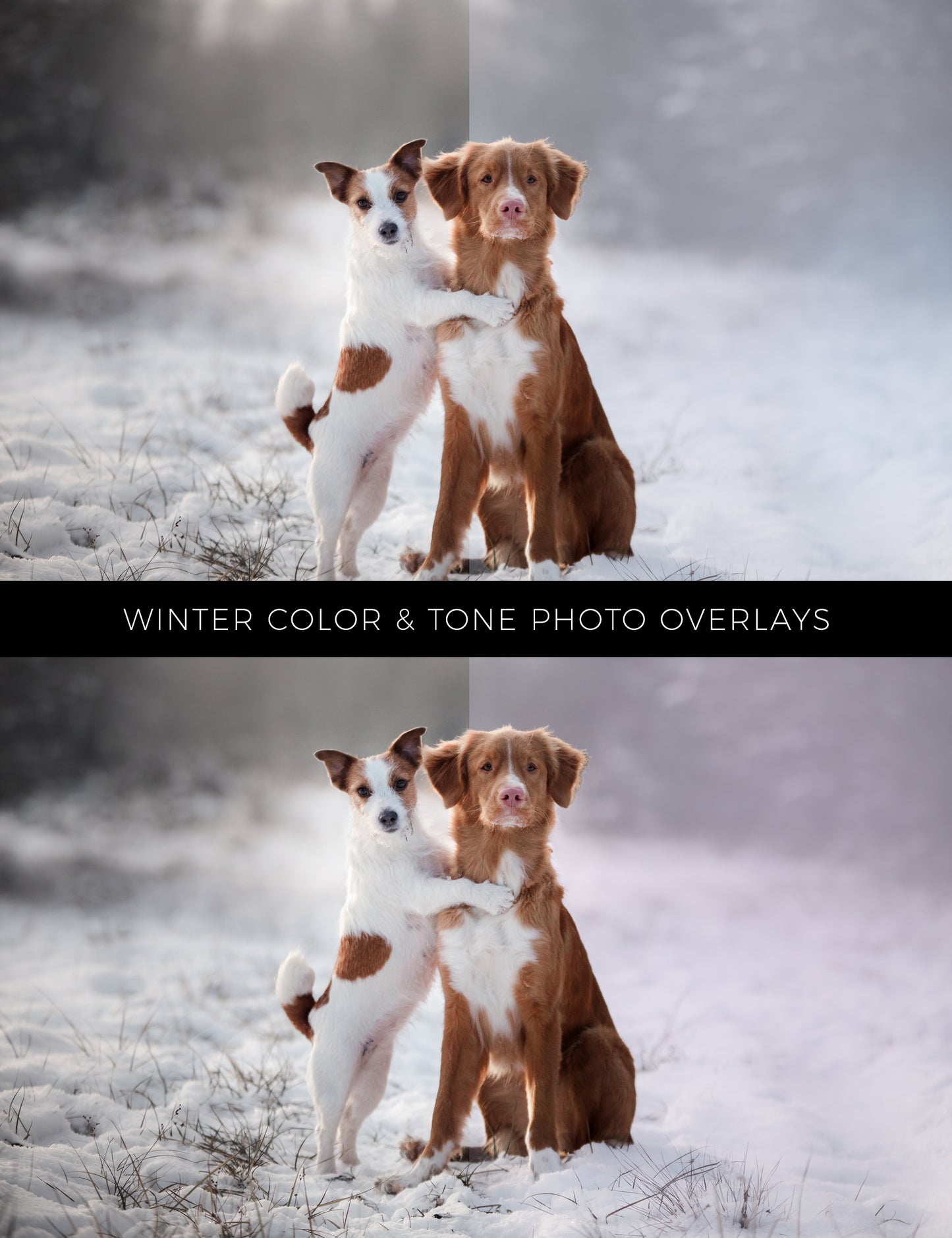 60 Winter Colors Photo Overlays