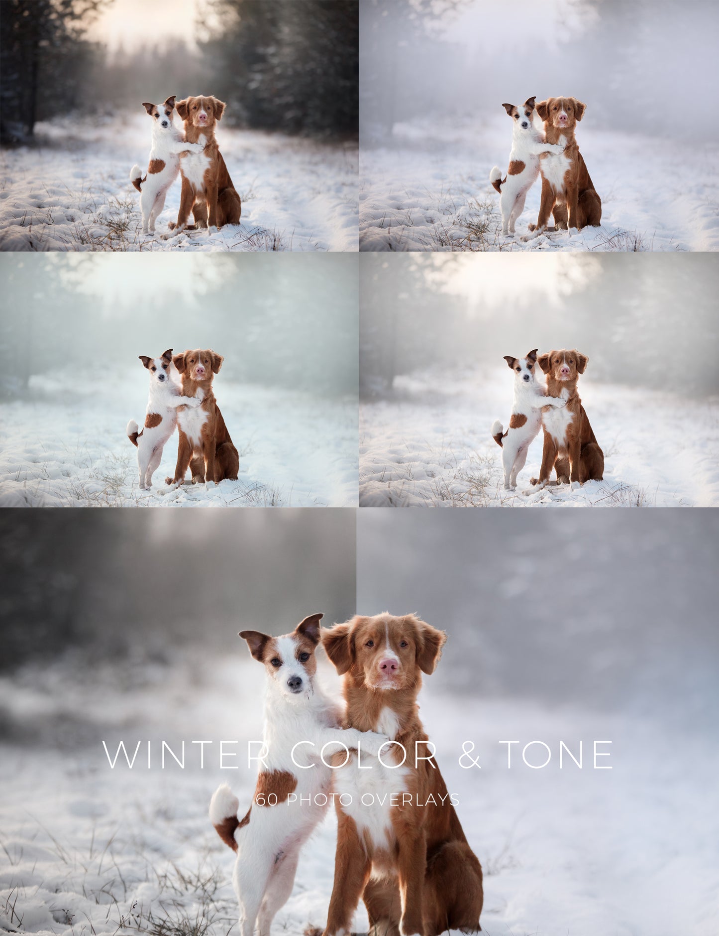 60 Winter Colors Photo Overlays